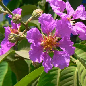 Banaba (Lagerstroemia speciosa)