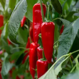 Piment de Cayenne (Capsicum annum)