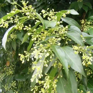 Cannelle (Cinnamomum cassia)