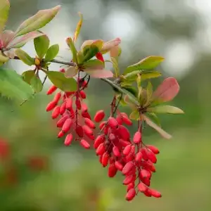 Béberine hydrochloride