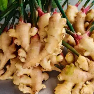 Gingembre (Zingiber officinale)